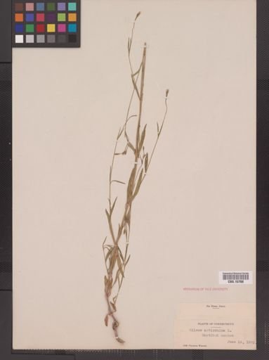 Plantae