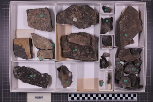 mixed taxa, stratigraphic collection