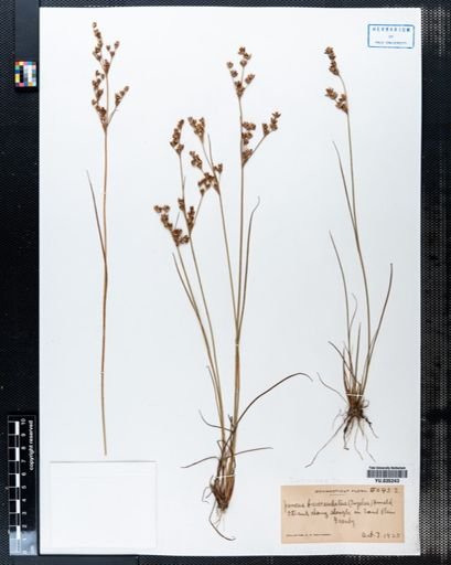 Juncus brevicaudatus