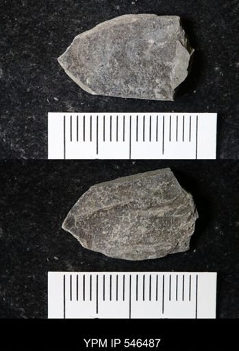undet. Eurypterida