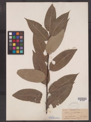 Salix pentandra