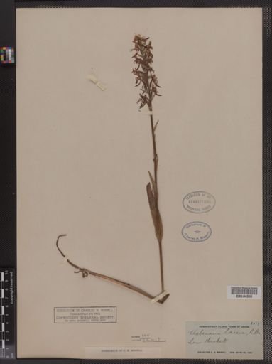 Habenaria lacera