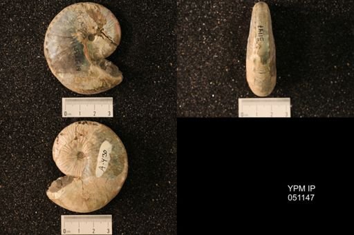 Hoploscaphites nicolletii