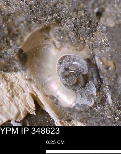 undet. Ammonoidea