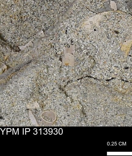 undet. Scaphopoda