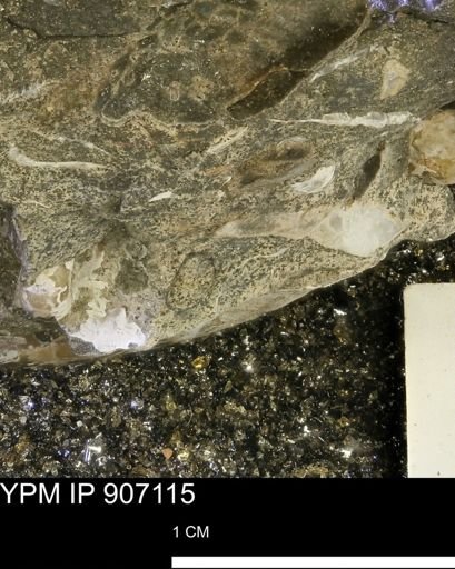 undet. Mollusca