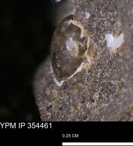 undet. Mollusca