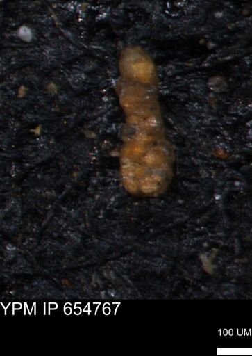Ammobaculites petilus
