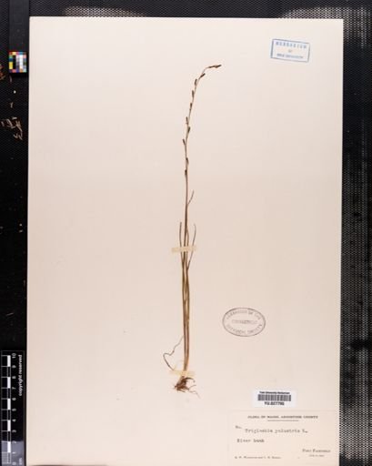 Triglochin palustre