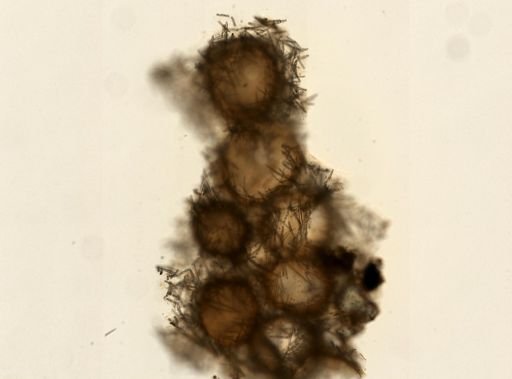 Spongilla fragilis