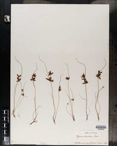Cyperus diandrus