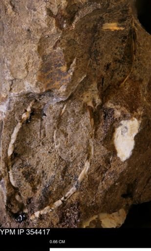 undet. Scaphitidae