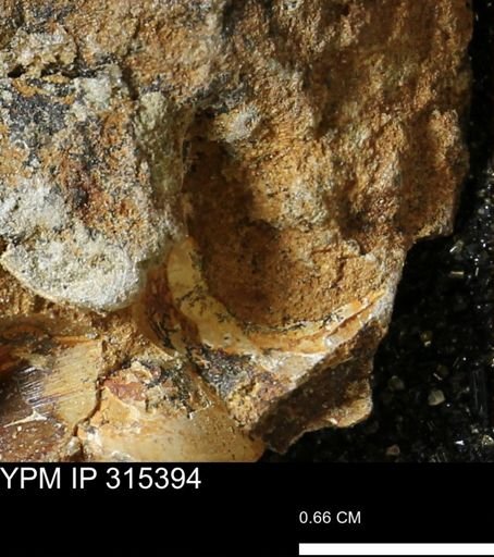 undet. Mollusca