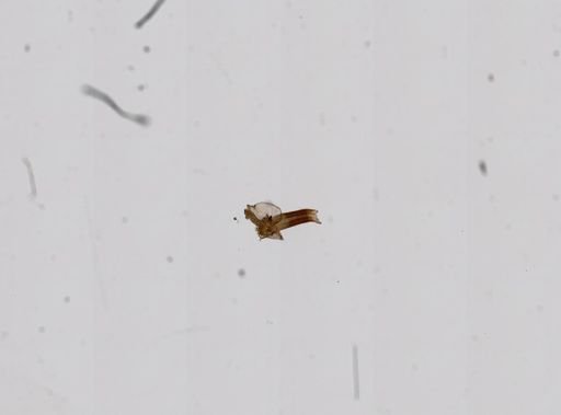 Amnicola dupotetiana