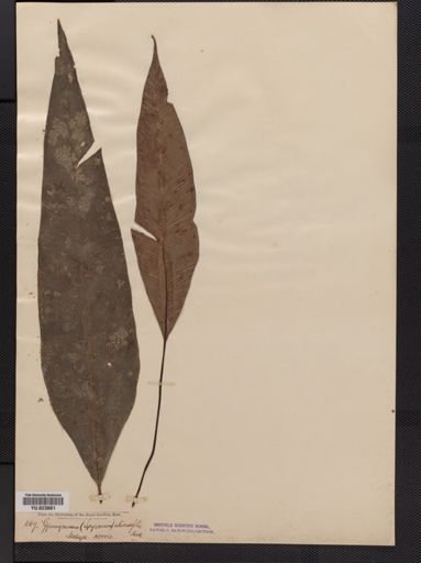 Syngramma