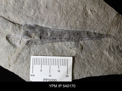 undet. Eurypterida