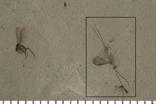 Ichneumonidae
