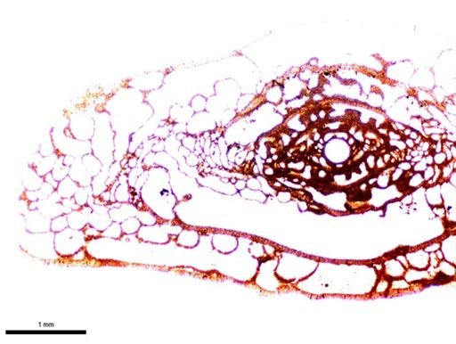 Pseudoschwagerina texana