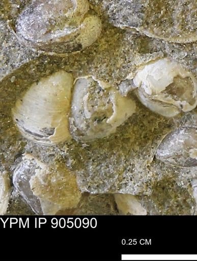 Corbulamella sp.