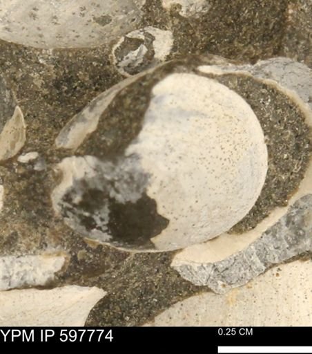 Limopsis striatopunctatus