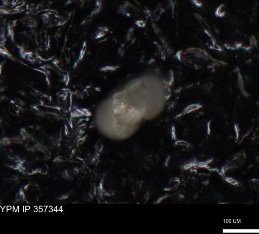 undet. Foraminiferida