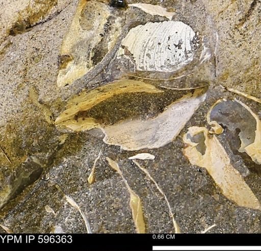 Limopsis striatopunctatus