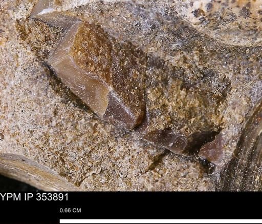undet. Bivalvia