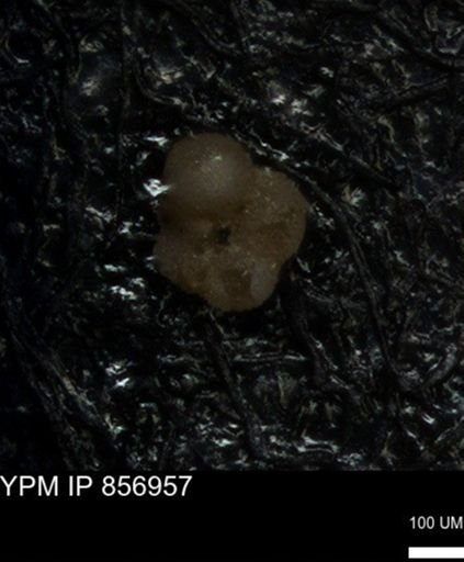undet. Foraminiferida