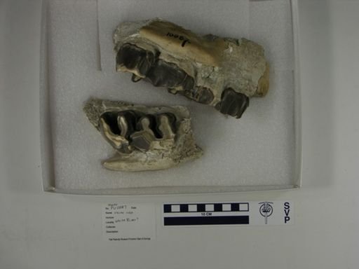Rhinocerotidae