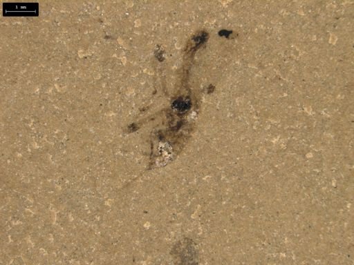 taxon undetermined