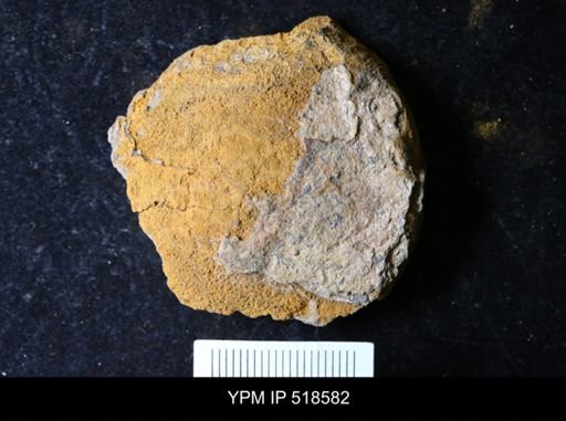 undet. Echinodermata