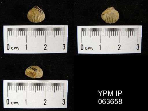 Wilsonella saffordi