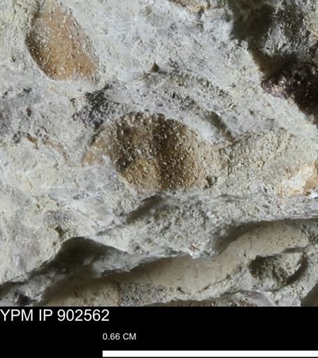undet. Bivalvia