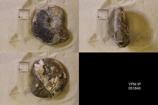 Hoploscaphites nicolletii