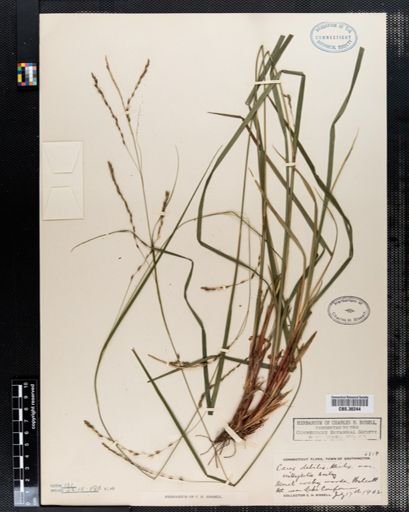 Carex debilis