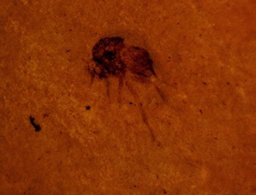 Hymenoptera?