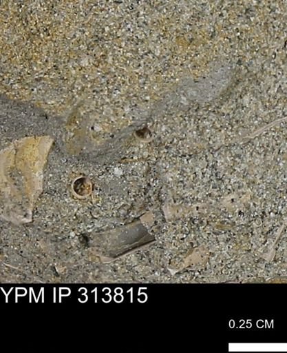 undet. Scaphopoda