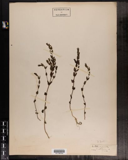 Plantae