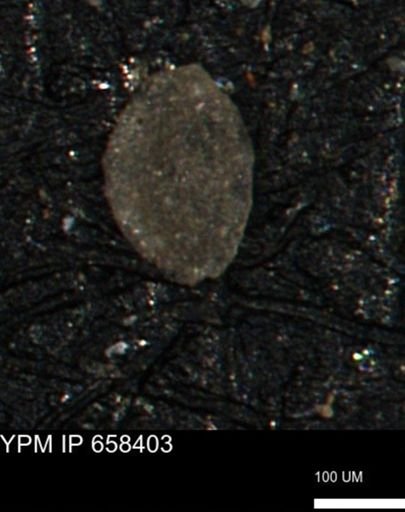 Miliammina cf. sproulei