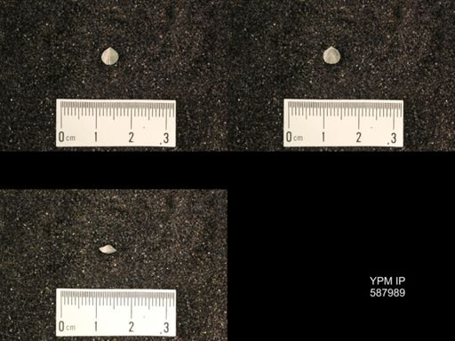 Zygospira modesta