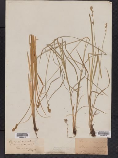 Carex virens