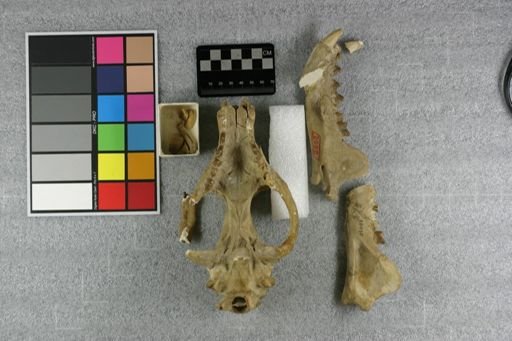 Hyaenodon leptocephalus