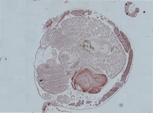 Opisthobranchia
