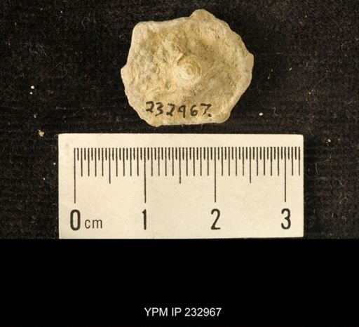 Archaeocidaris sp.