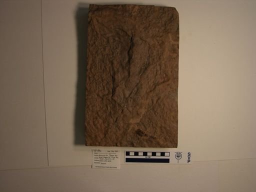 Anchisauripus sp.
