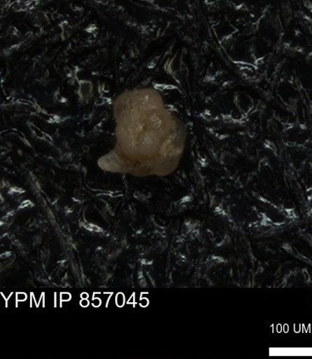 undet. Foraminiferida