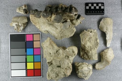Subhyracodon sp.
