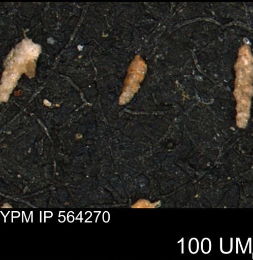Verneuilina canadensis
