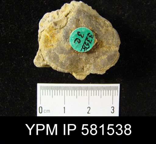 Schizophoria impressa