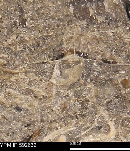 undet. Gastropoda